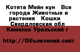 Котята Мейн кун - Все города Животные и растения » Кошки   . Свердловская обл.,Каменск-Уральский г.